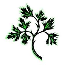 Image result for Midsomer Norton Cricket Club