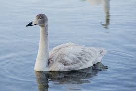 Attēlu rezultāti vaicājumam “Cygnus cygnus juvenile”