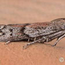 Attēlu rezultāti vaicājumam “Pyralididae”