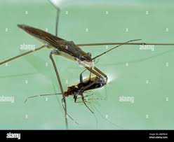 Attēlu rezultāti vaicājumam “Gerridae”