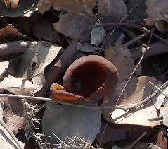 Attēlu rezultāti vaicājumam “Otidea bufonia”