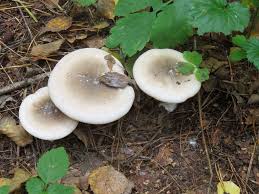 Attēlu rezultāti vaicājumam “Clitocybe nebularis”