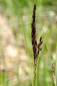 Attēlu rezultāti vaicājumam “Deschampsia flexuosa”