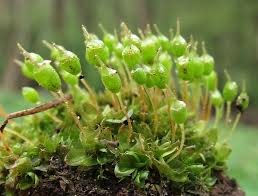 Attēlu rezultāti vaicājumam “Rhabdoweisia fugax sporophyte”