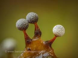 Attēlu rezultāti vaicājumam “Physarum luteolum macro”