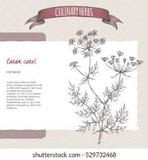 Attēlu rezultāti vaicājumam “Carum carvi leaf”