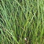 Attēlu rezultāti vaicājumam “Eriophorum latifolium leaf”