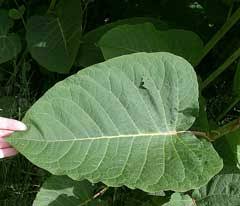 Attēlu rezultāti vaicājumam “Reynoutria sachalinensis”