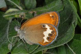 Attēlu rezultāti vaicājumam “Coenonympha arcania underside”