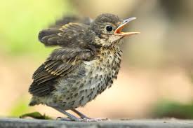 Attēlu rezultāti vaicājumam “Turdus viscivorus juvenile”