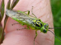 Attēlu rezultāti vaicājumam “Rhogogaster viridis”