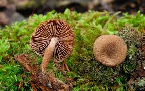 Attēlu rezultāti vaicājumam “Inocybe lanuginosa”