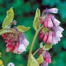 Attēlu rezultāti vaicājumam “Symphytum grandiflorum flower”
