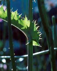 Attēlu rezultāti vaicājumam “Sonchus oleraceus leaf”