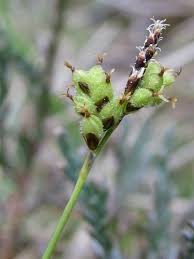 Attēlu rezultāti vaicājumam “Carex globularis”