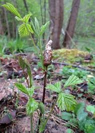 Attēlu rezultāti vaicājumam “Sacchiphantes abietis exuvia”