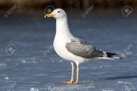 Image result for Larus cachinnans
