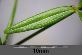 Attēlu rezultāti vaicājumam “Galium boreale”