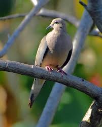 Image result for Zenaida macroura