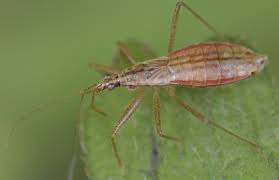 Attēlu rezultāti vaicājumam “Nabis limbatus”