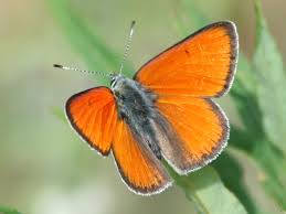 Attēlu rezultāti vaicājumam “Lycaena hippothoe underside”