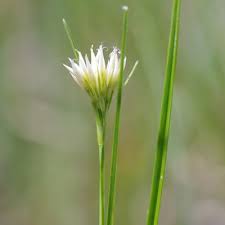 Attēlu rezultāti vaicājumam “Rhynchospora alba leaf”