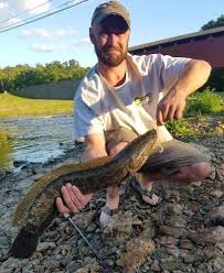 Image result for The Lancaster Fish