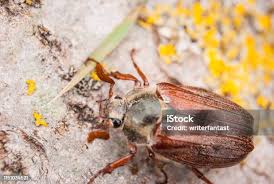 Attēlu rezultāti vaicājumam “Anostirus castaneus”