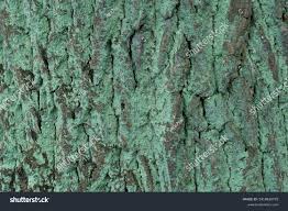 Attēlu rezultāti vaicājumam “Lepraria incana”