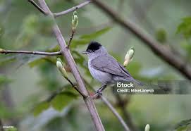 Attēlu rezultāti vaicājumam “Sylvia atricapilla”