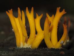 Attēlu rezultāti vaicājumam “Calocera viscosa”