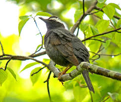 Image result for Zoothera sibirica