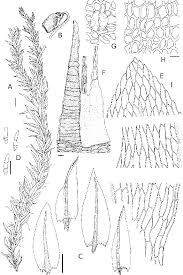 Attēlu rezultāti vaicājumam “Pohlia wahlenbergii”