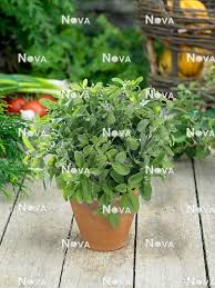 Attēlu rezultāti vaicājumam “Origanum majorana”