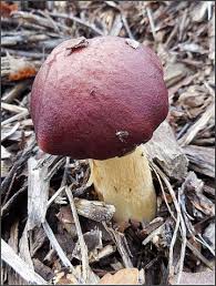 Attēlu rezultāti vaicājumam “Lindbladia tubulina”