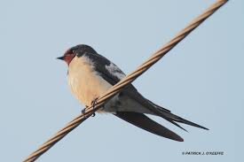 Attēlu rezultāti vaicājumam “Hirundo rustica”