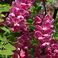 Attēlu rezultāti vaicājumam “Robinia pseudoacacia flower”