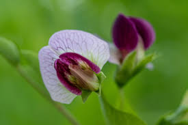 Attēlu rezultāti vaicājumam “Leguminosae”