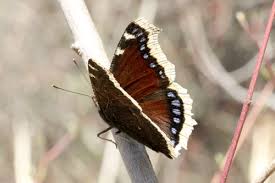 Attēlu rezultāti vaicājumam “Nymphalis antiopa upperside”