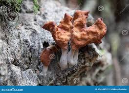 Attēlu rezultāti vaicājumam “Gyromitra infula”