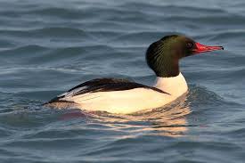 Attēlu rezultāti vaicājumam “Mergus merganser”