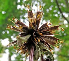Attēlu rezultāti vaicājumam “Oenothera rubricauli bud”