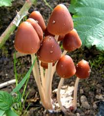 Attēlu rezultāti vaicājumam “Psathyrella sp.”