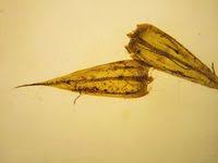 Attēlu rezultāti vaicājumam “Sciuro-hypnum populeum”