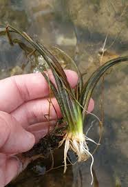 Attēlu rezultāti vaicājumam “Butomus umbellatus fruit”