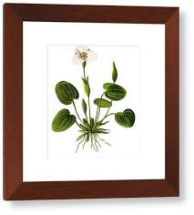 Attēlu rezultāti vaicājumam “Hydrocharis morsus-ranae”