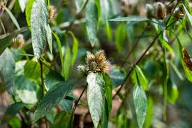 Image result for Dipsacus pilosus