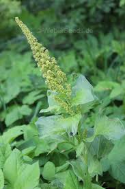 Attēlu rezultāti vaicājumam “Chenopodium bonus-henricus”