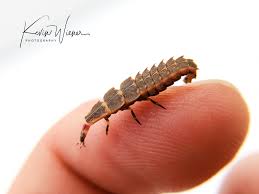 Attēlu rezultāti vaicājumam “Lampyridae”