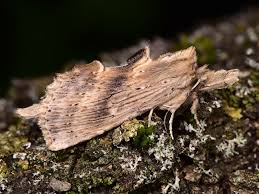 Attēlu rezultāti vaicājumam “Pterostoma palpina larva”